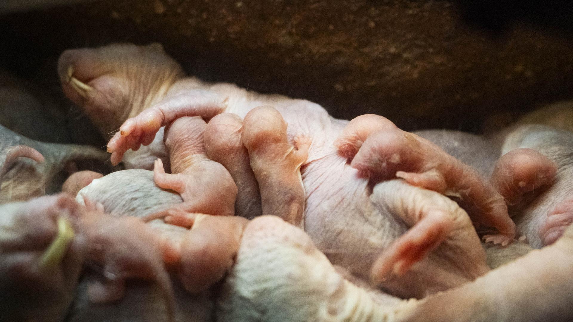 Ratas Topo En Bioparc Valencia El Rar Simo Mam Fero Del Bioparc Que No Envejece Y Es Inmune Al